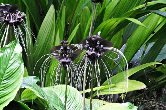 Fleur de chauve-souris noire (Tacca chantrieri) avec de longues moustaches