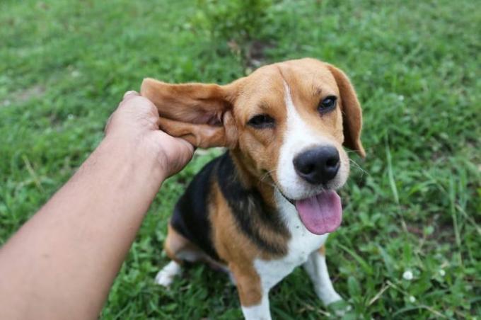 Juguetón perro beagle se sienta en la hierba verde al aire libre en el parque después de pagar con el propietario, sujete la oreja con la mano.