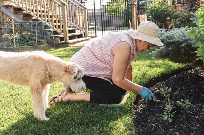 Anciana plantando flores en un jardín con su perro al lado