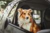 Potřebují psi bezpečnostní pásy?
