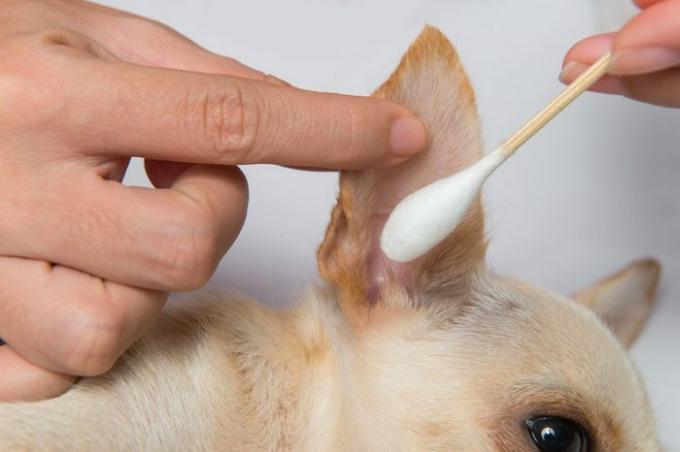 Limpieza de orejas de perro