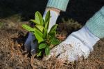 Πώς να φυτέψετε και να φροντίσετε τα ροδόδεντρα