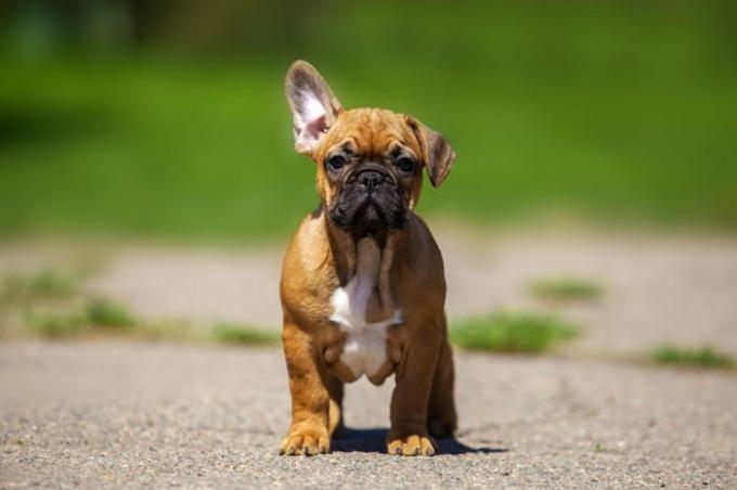 Franse Bulldog-puppy