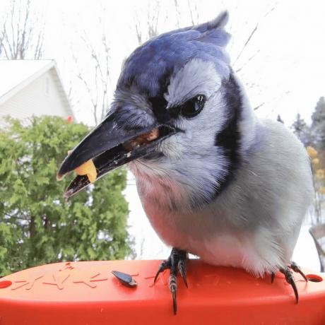 „Blue Bird“ asmenukė „Birdbuddy“ „Selfie“ paukščių lesyklėlė „Paukščių bičiulis“. 