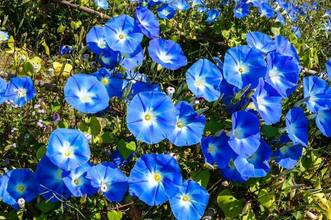 सुबह की महिमा के नीले फूल