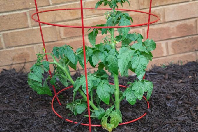 Roślina pomidora w klatce w domowym ogródku warzywnym
