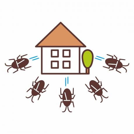 Ilustrație a gândacilor care fug de o casă