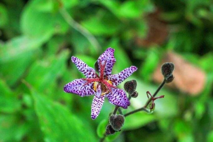 augšējais skats uz mazo purpursarkano plankumainu ziedu Tricyrtis hirta vasaras dārzā