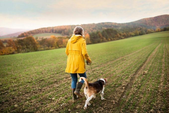 Veikli vyresnio amžiaus moteris su šunimi pasivaikščioja nuostabioje rudens gamtoje. Galinis vaizdas.