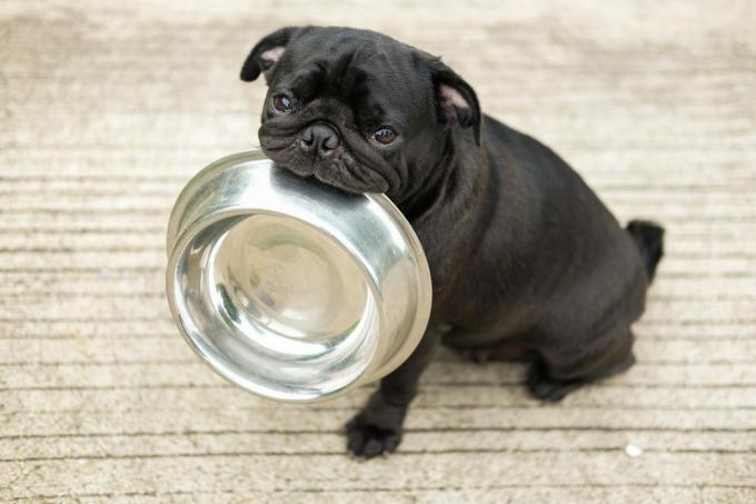 Grappige pug dog bite roestvrijstalen kom wacht om hondenvoer te eten op betonnen vloer.