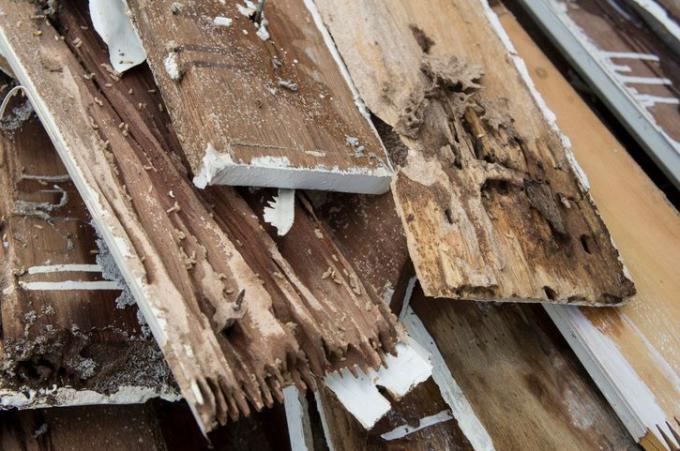 termiidid kahjustavad mädanenud puidupesa