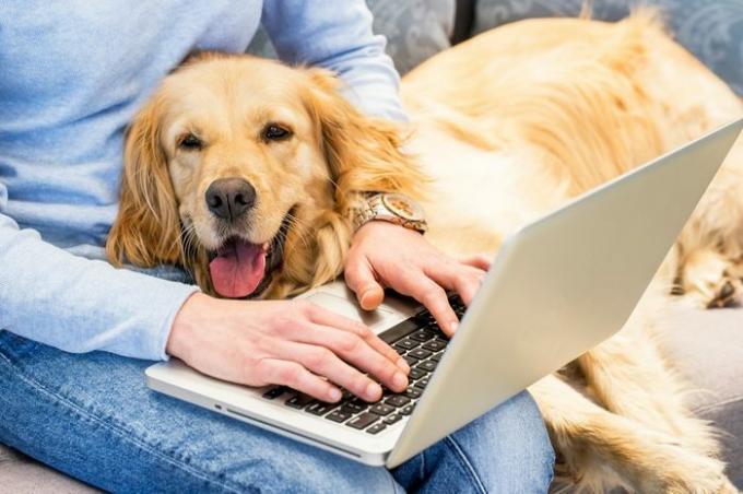 Žena píše na prenosnom počítači, zatiaľ čo jej pes leží v lone