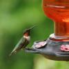 Topp 10 reisepunkter for å se kolibrier