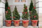 Kako se brinuti za živo božićno drvce
