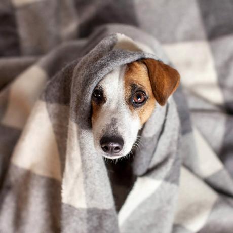 shutterstock_726710071 hond huisdier in een deken