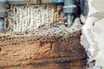 Cómo identificar y deshacerse de las hormigas carpinteras