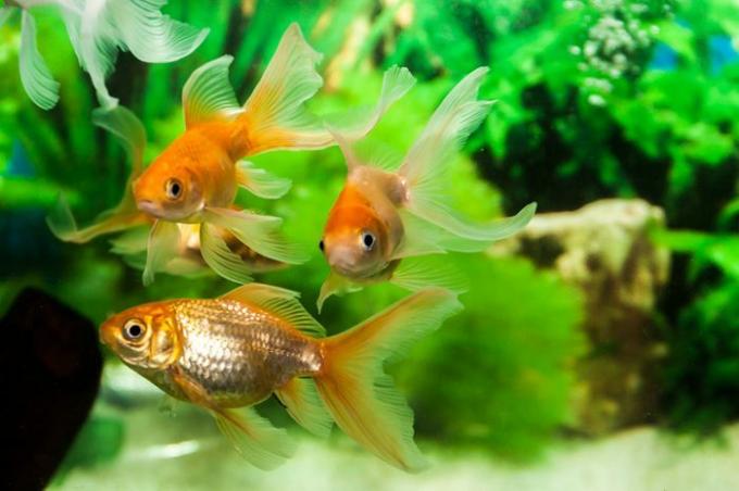 Gold Fish en acuario de agua dulce