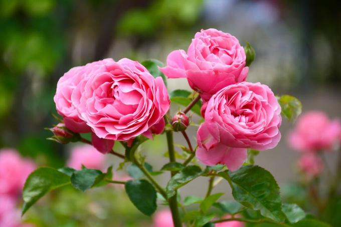Jardín de rosas rosadas