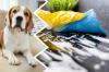8 schoonmaakproducten die u niet in de buurt van uw honden mag gebruiken