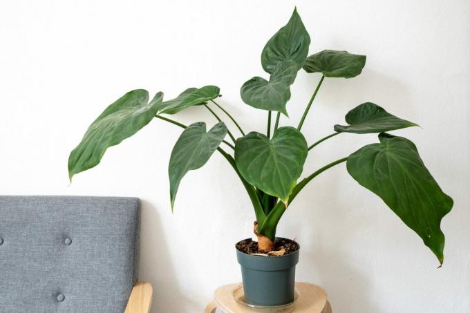 Intérieur minimaliste élégant avec un canapé simple et une plante verte d'intérieur, Philodendron et un mur blanc.