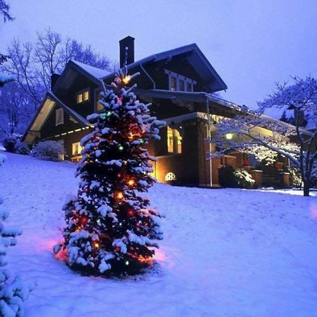 Pastell julelys på et furutre utenfor