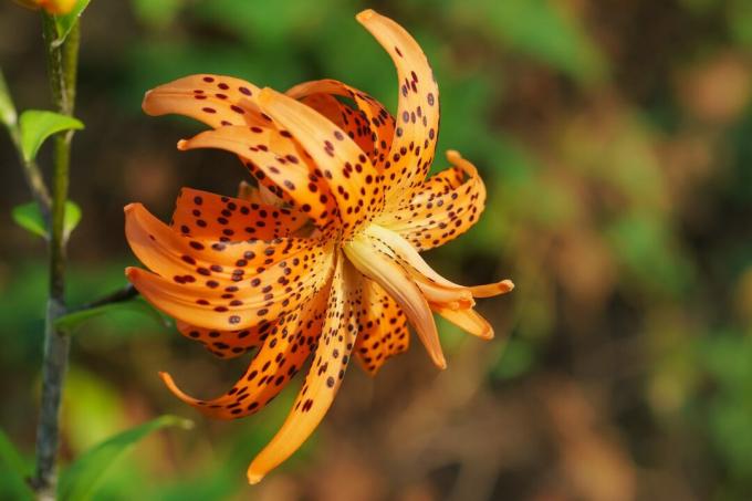 Chalmovidnaya flor de naranja Terry tigre híbrido Lily Flore Pleno. Flor roja brillante con motas negras.