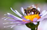 He aquí por qué no debería matar abejas en su jardín
