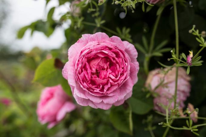 Närbild av rosa pion i trädgården, Calverton, Nottingham, Storbritannien