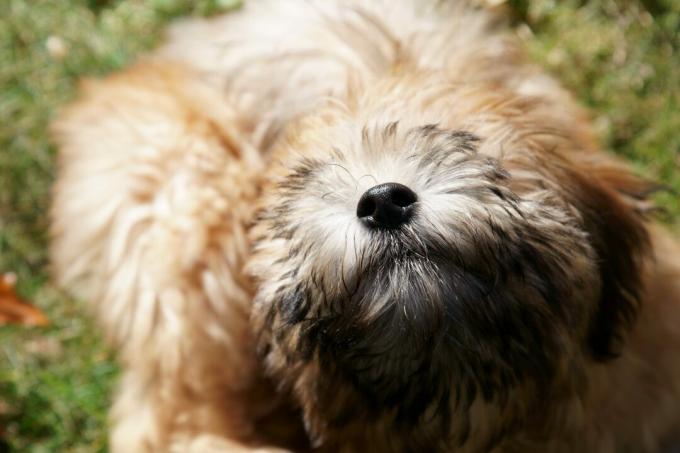 Un cachorro de pura raza Wheaten Terrier en un estado de ánimo juguetón.