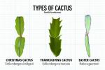 ¿Qué tipo de cactus navideño es ese?