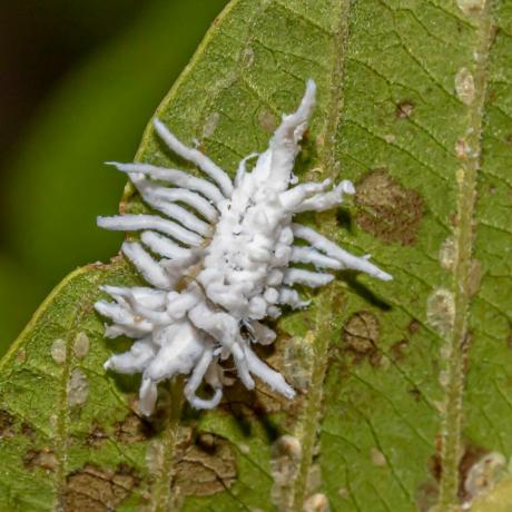 Larva z Mealybug Destroyer
