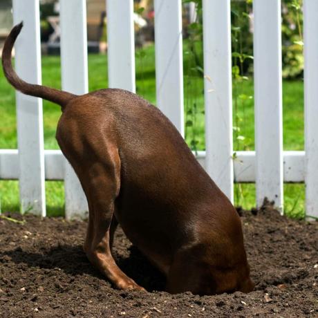 Bir çitin altında kazma köpek
