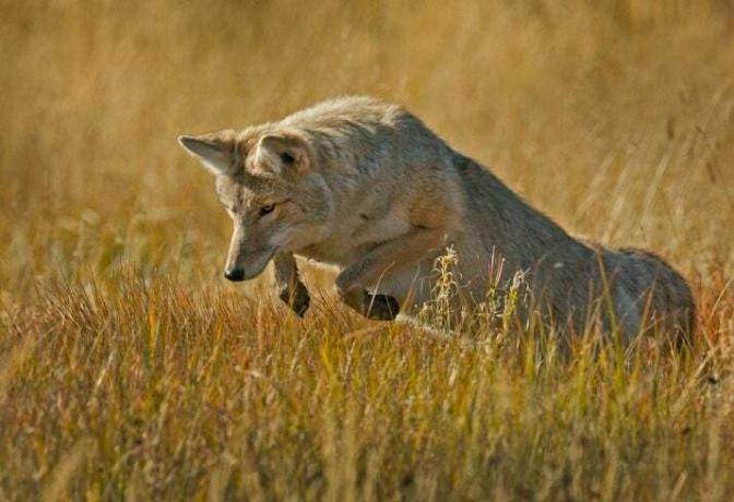 Coyote femminile che salta nel campo.