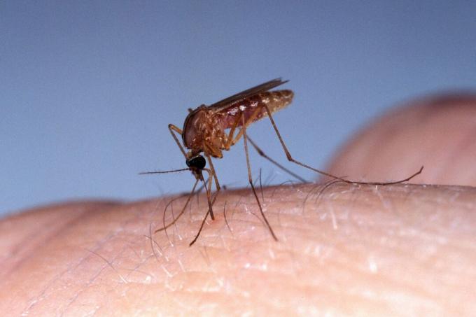 Mosquito, Culex quinquefasciatus, Adulto mordendo a pele, Flórida