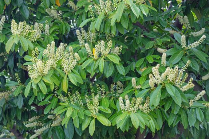 Pavasaris. Zied ķiršu lauru koks ( Prunus laurocerasus ). Lapojums un ziedi. Melnkalne