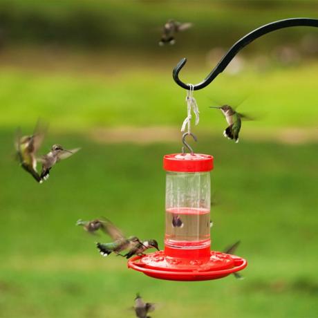 mulți colibri luptând