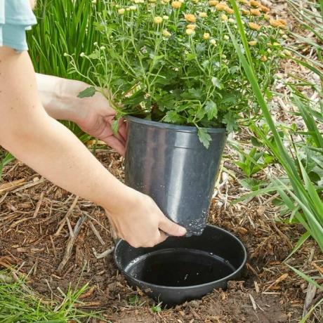 plant in een pot landschapsontwerp seizoensmoeders HH Handige tip