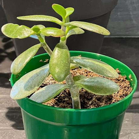 Chiot de plante de jade en croissance