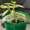 Viktige tips for pleie av jadeplanter