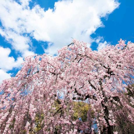 Weeping Cherry Tree Gettyimages 1065336318