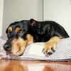 8 mejores camas para perros para todos los perros