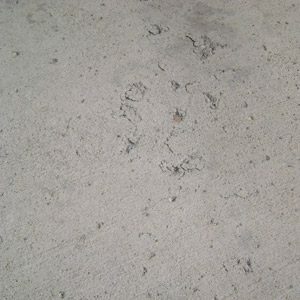 シーラーなしのコンクリート床