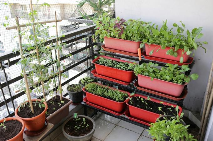 Imagen de un patio al aire libre, bebederos de plástico en niveles plantados con plántulas de lechuga, capuchinas (Tropaeolum), rúcula, espinacas, tomates, cebollas y hierbas como albahaca, menta y perejil