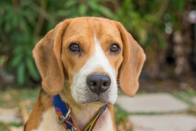 πορτρέτο του σκύλου Beagle 