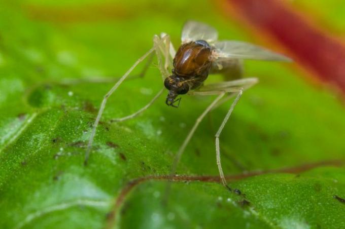 Close-up macro de pequeno mosquito mosquito-pólvora na folha verde