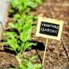 10 choses à considérer lors du jardinage Hellstrip