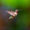 30 ragyogó módszer a kolibri vonzására az udvarra