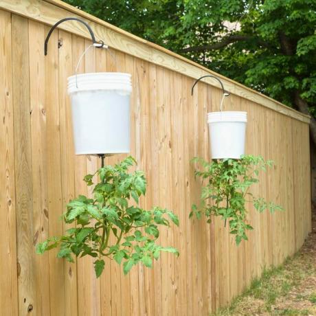 домати над оградата закачалки за растения