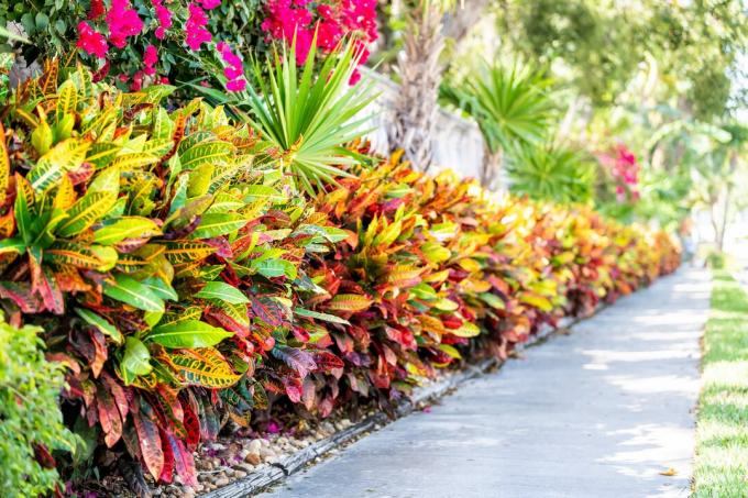 Živahni codiaeum variegatum, petra croton, pestri listi rastline, listi, urejen vrt, krajinska stena, zunaj, zunanja ulica, zelena trava, cesta, ulični pločnik v tropski Floridi Keys