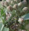 Cultivo de plantas de asclépia para borboletas monarca